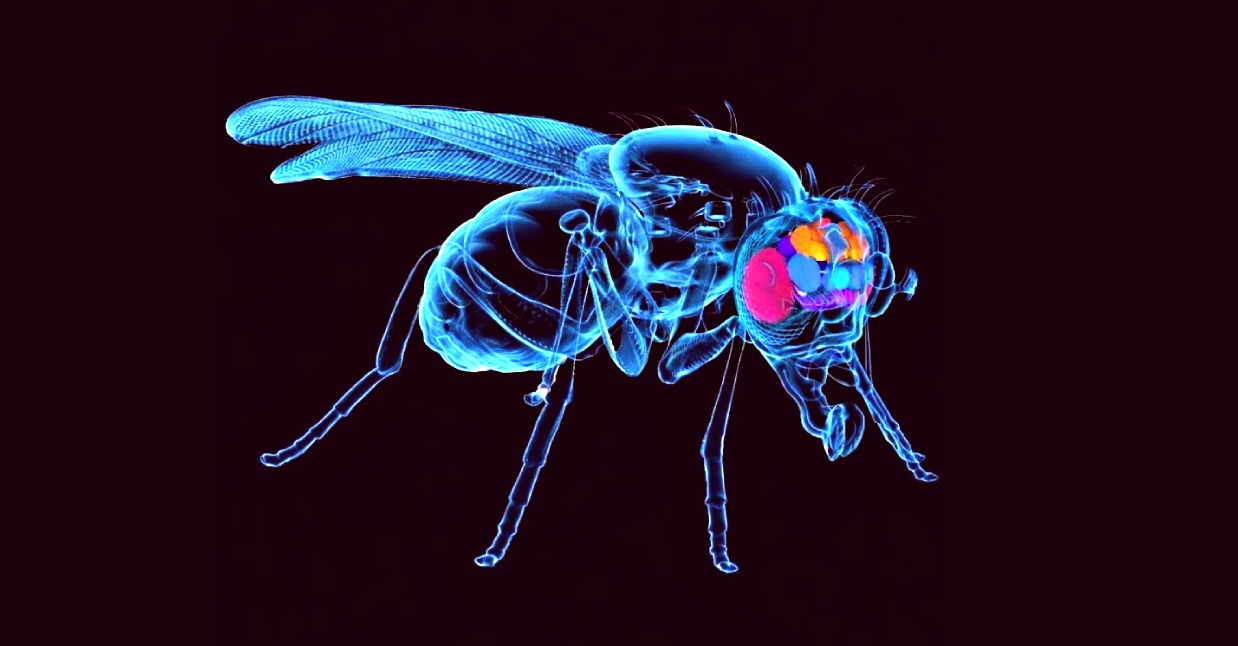 Rendered fruit fly with its brain highlighted in colour